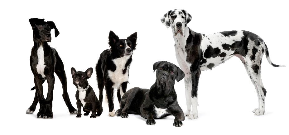Dog Daycare and Dog Boarding